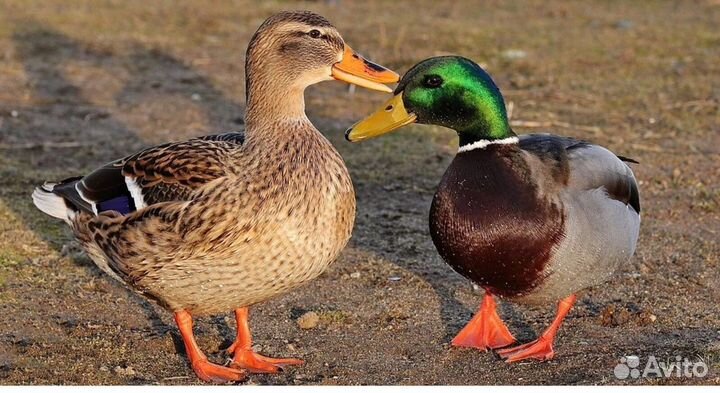 Продам подсадных уток (кряква)