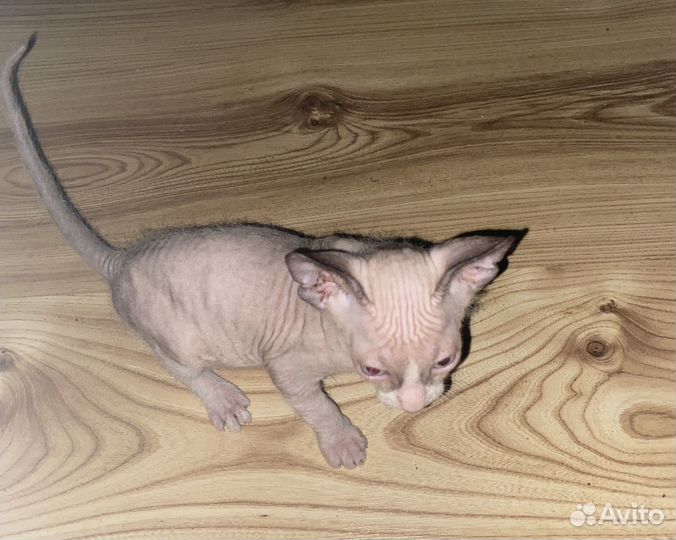 Котята сфинксы