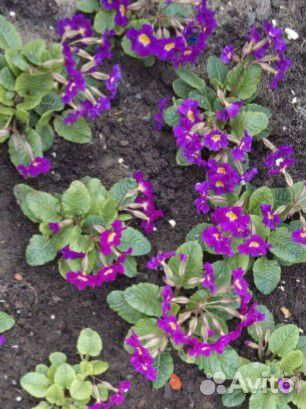 Хоста Флокс многолетники