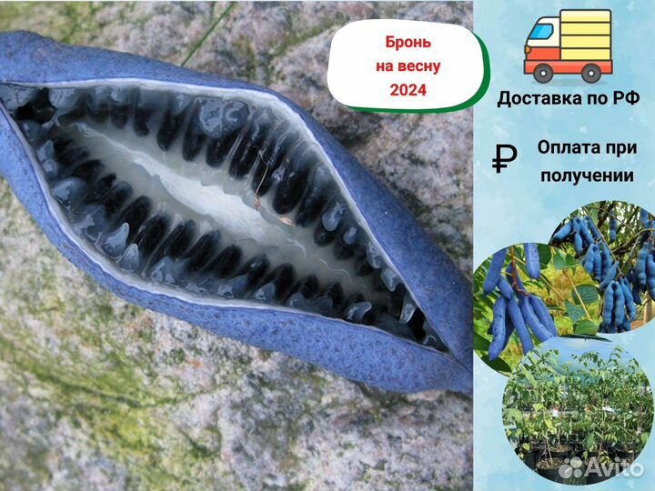 Декенея Фаргеза