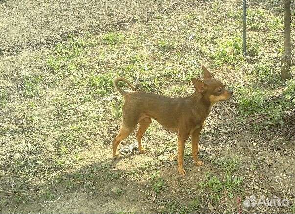 Той-терьеры. Вязка