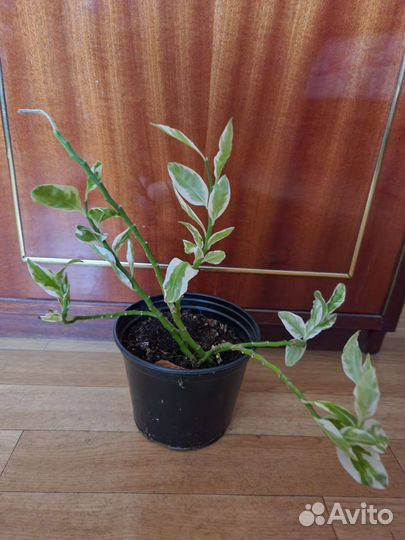 Комнатные растения