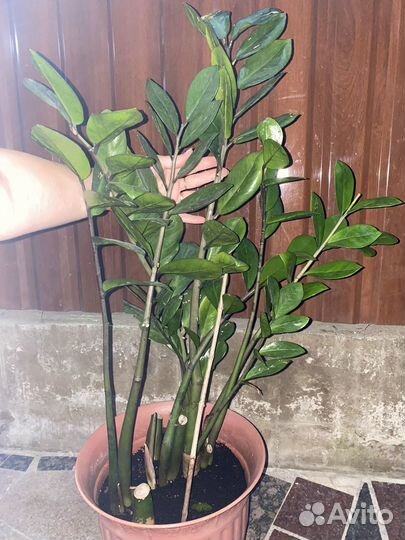 Замиокулькас