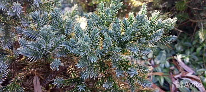Можжевельник 2х летка