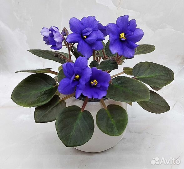 Цветущие фиалки