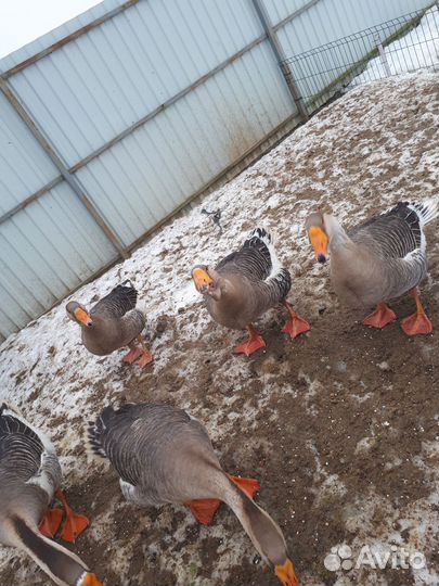 Гусь холмогорский