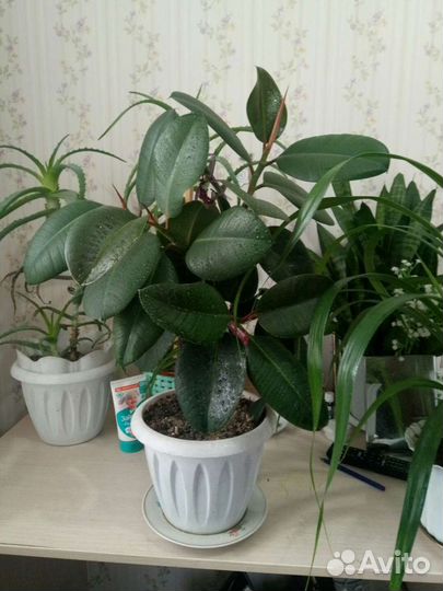 Комнатные растения