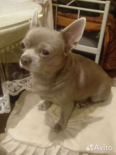 Вязка кобель чихуахуа