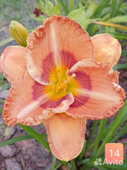 Лилейники сортовые