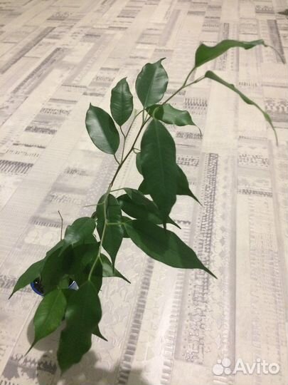Фикус бенджамина экзотика и регидан