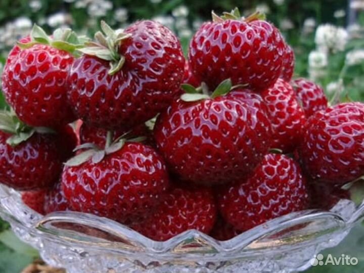 Рассада клубники Мице Шиндлер