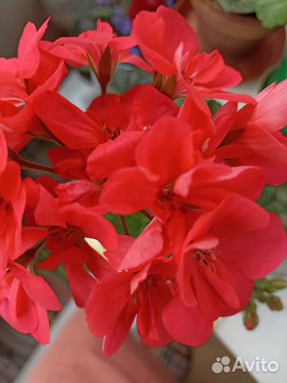 Пеларгонии сортовые