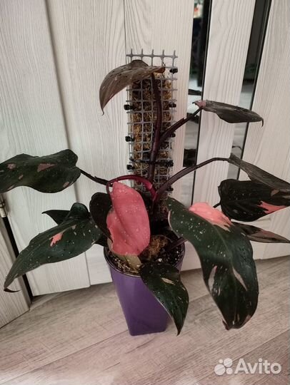 Тотем для растений