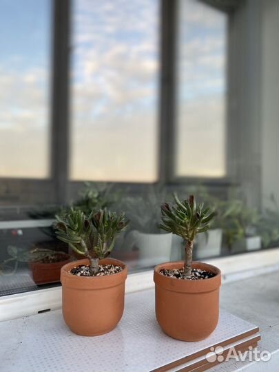 Крассула хоббит взрослое