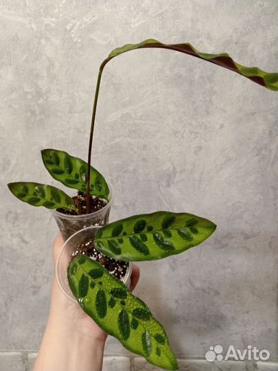 Отростки калатеи Лансифолия