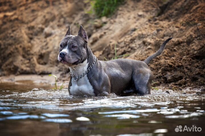 Вязка Стаффордширский терьер