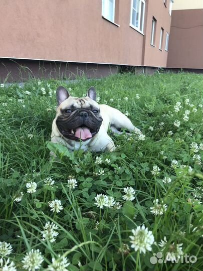 Вязка французский бульдог