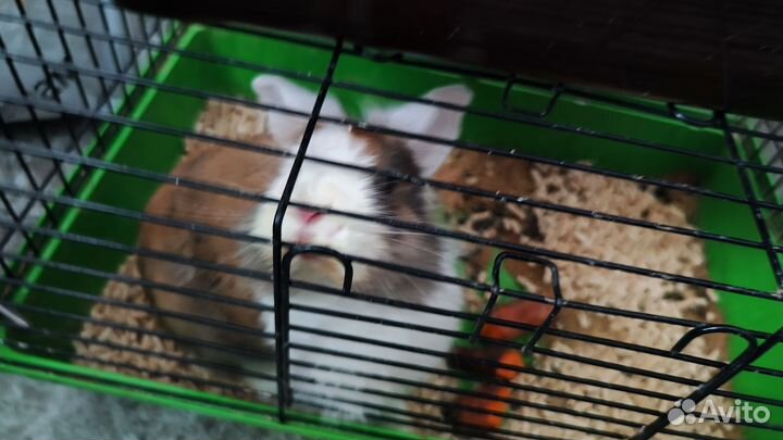 Декоративный карликовый кролики