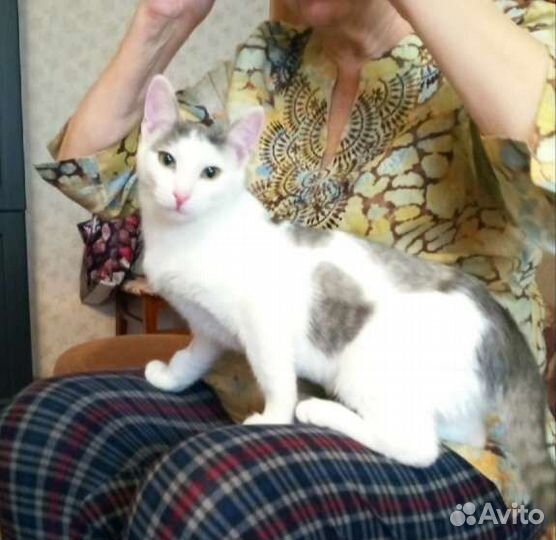 Кот в добрые руки