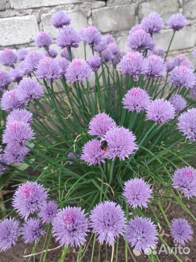 Лук многоярусный, шнитт, слизун, чеснок