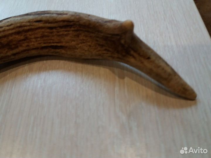 Рога для поделок