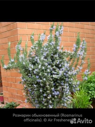 Розмарин и лаванда