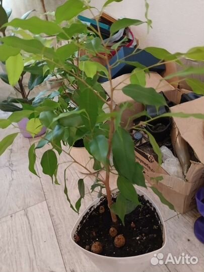 Разные комнатные цветы