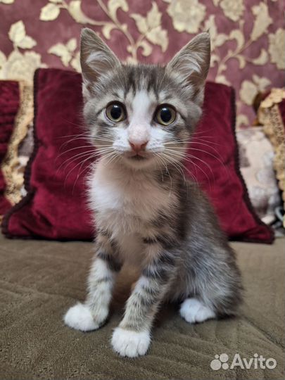 Котенок в добрые руки