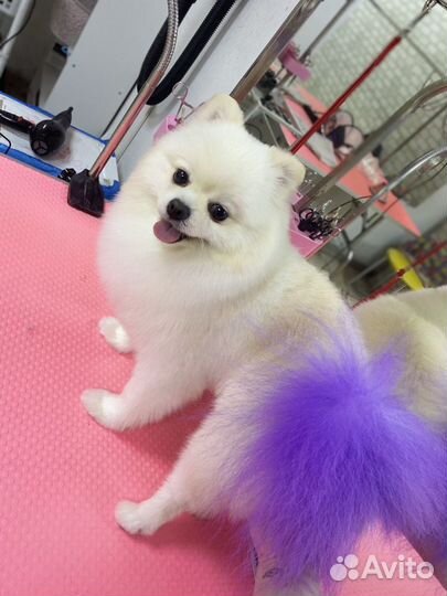 Грумер на дом и в салон