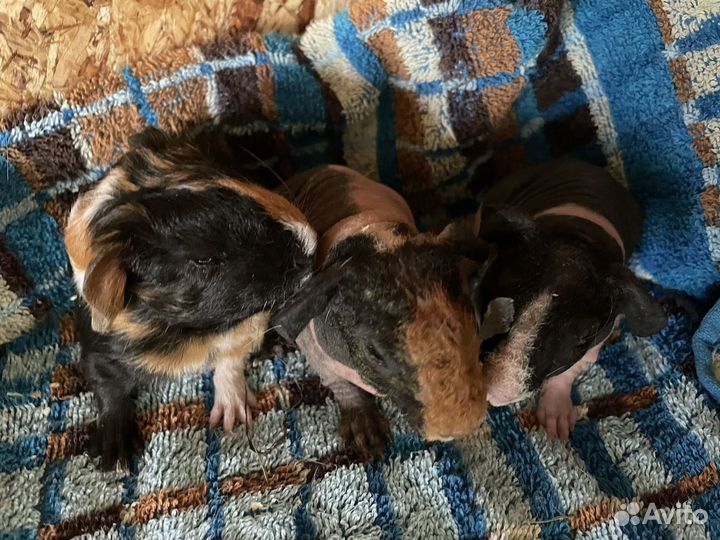 Морские свинки скинни и крестед