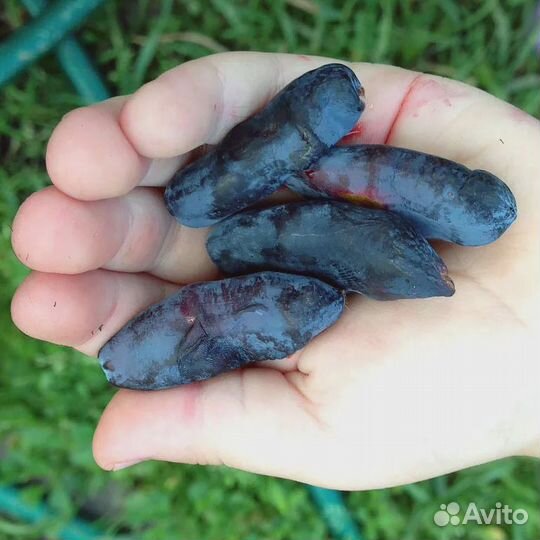 Саженцы жимолости Бакчарский великан