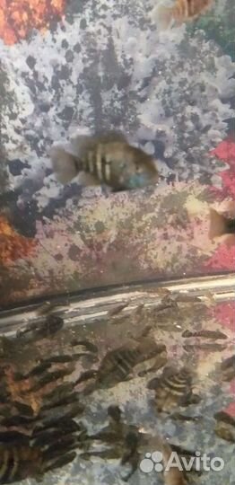 Сомики анцитрусы