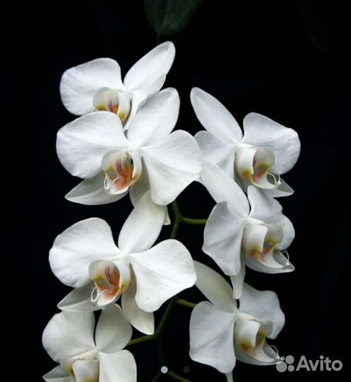 Орхидея фаленопсис детка