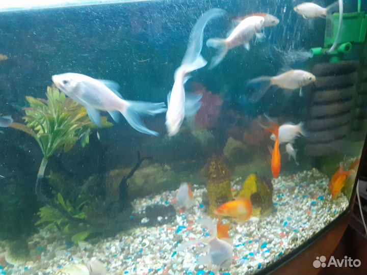 Рыбки камета, цихлиды