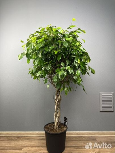 Фикус бенджамина H 130 см