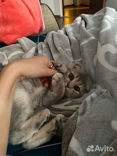 Шатланские вислоухие котята