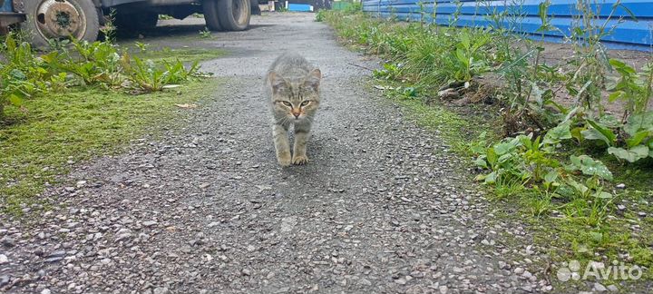 Красивые кошки