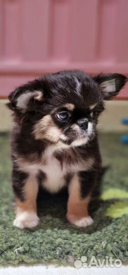 Чихуахуа мальчик