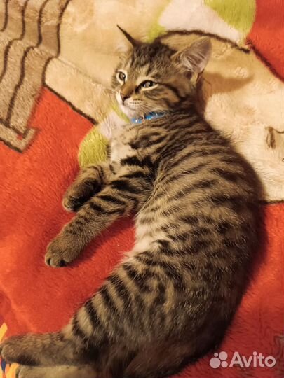 Котенок в дар