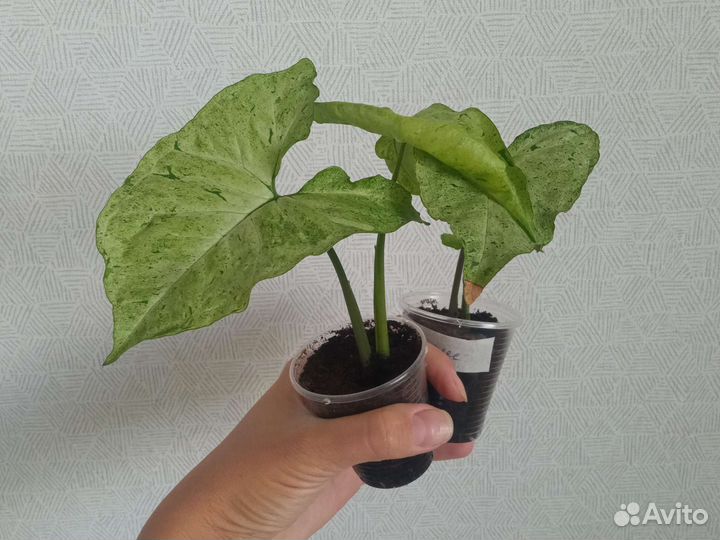 Сингониумы сортовые