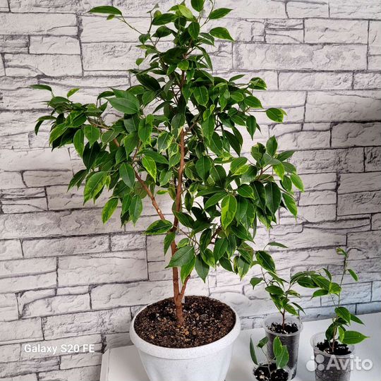 Фикус бенджамина Кинки, Наташа