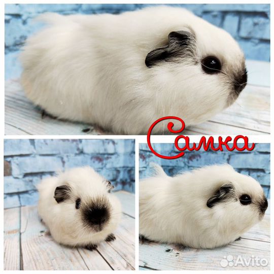 Морские свинки Разных пород из питомника(самки)