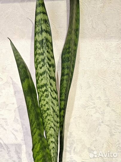 Сансевиерия, спот от сансевиерии Блек Тайгер