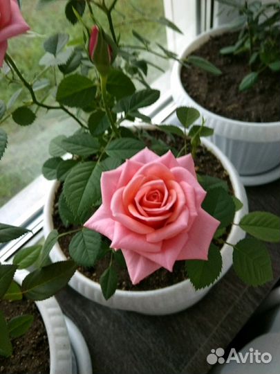 Комнатная роза Кардана, розовая