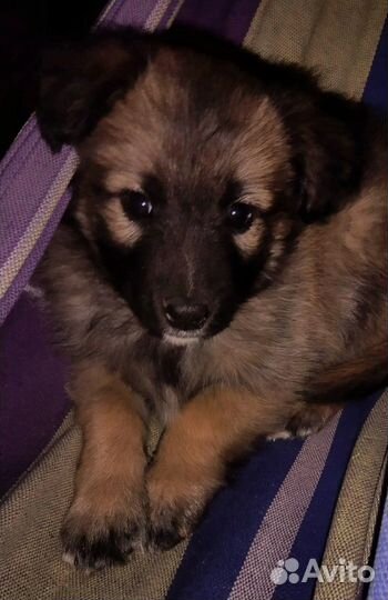 Собака в добрые руки щенок мальчик