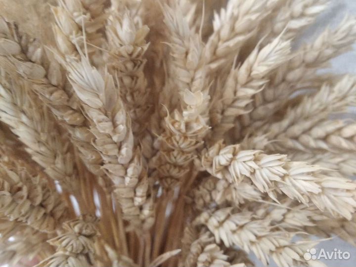 Зерно пшеница ячмень