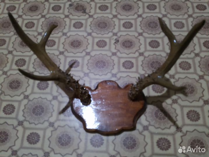 Продам рога оленя и косули на медальоне