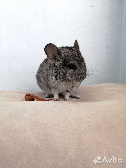 Шиншилла ручная