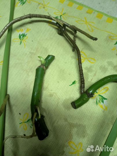 Монстера черенок