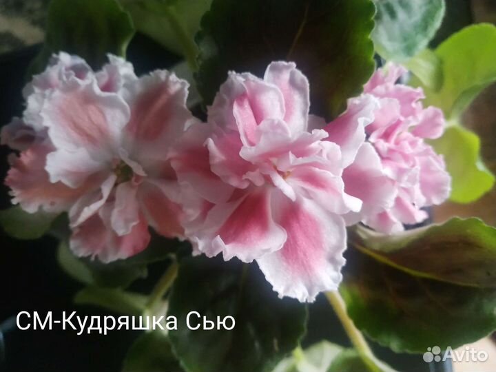 Сортовые фиалки